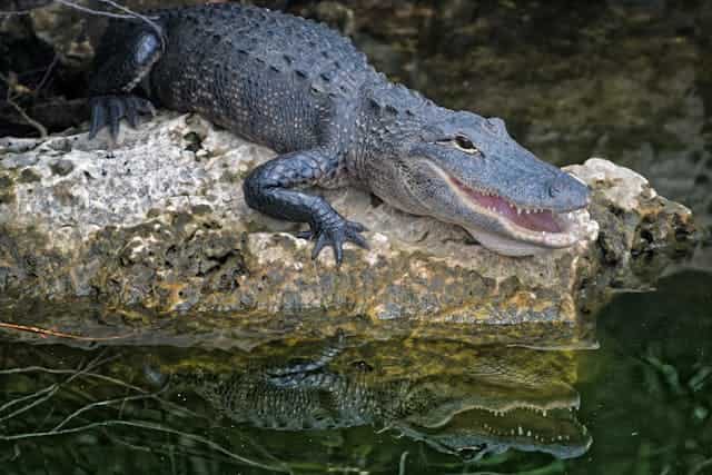 Alligator Attack Dream Meaning