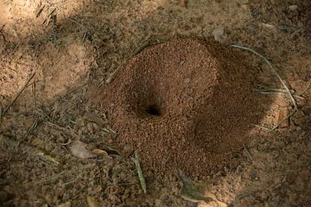 Anthill Soil Dream Meaning