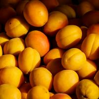 Apricot Dream Meaning