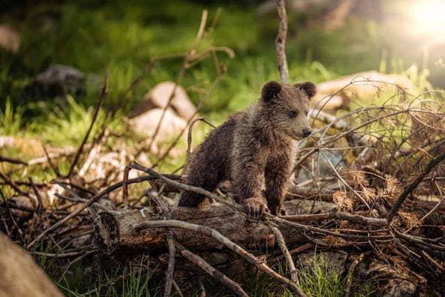 Baby Bear Dream Meaning