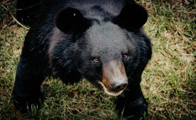 Baby Black Bear Dream Meaning