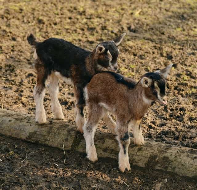 Baby Goat Dream Meaning