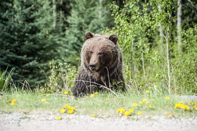 Bear Dream Meaning