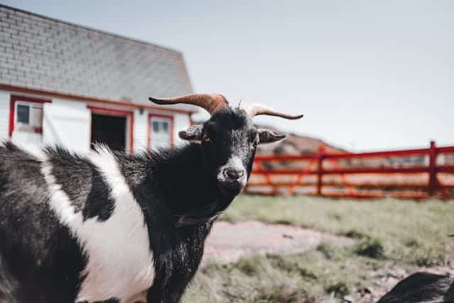 Black And White Goat Dream Meaning