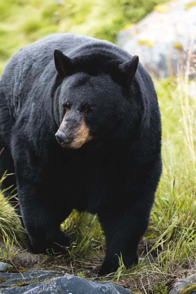 Black Bear Dream Meaning