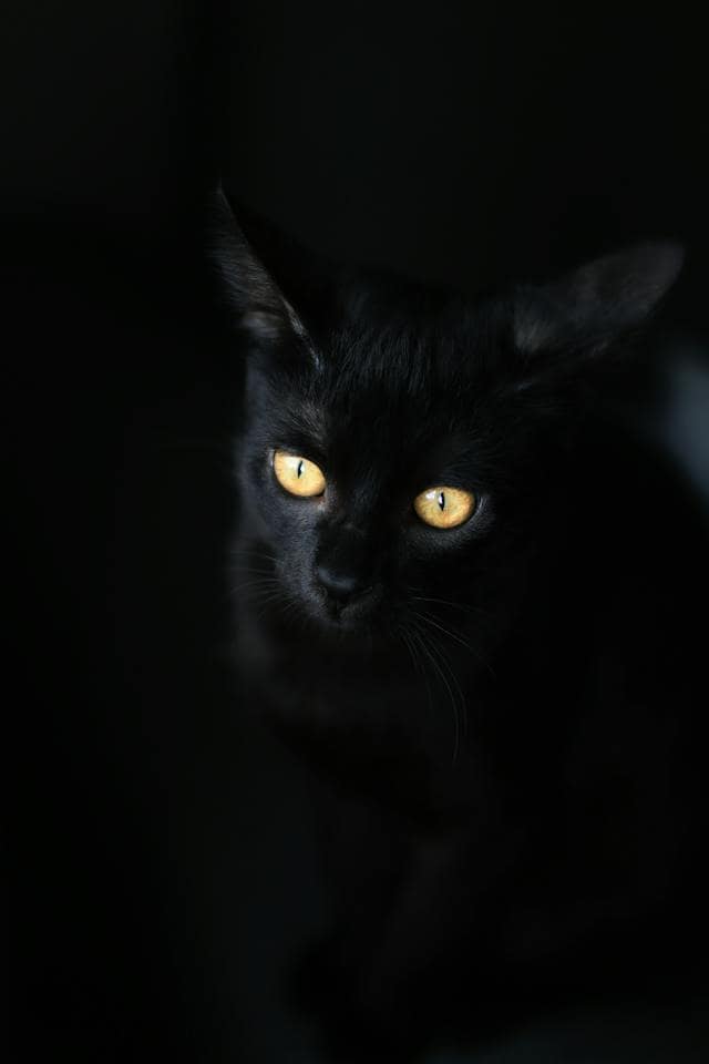 Black Cat Dream Meaning