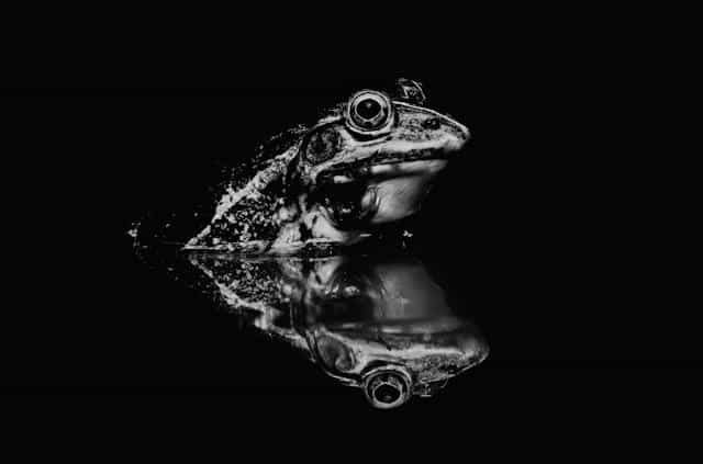 Black Frog Dream Meaning