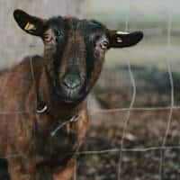 Black Goat Dream Meaning