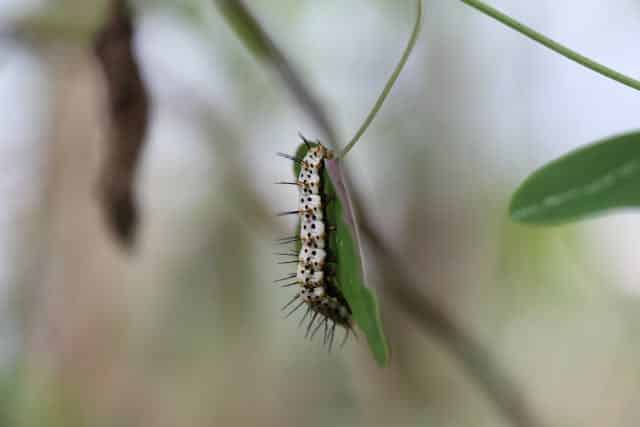 Black Hairy Caterpillar Dream Meaning