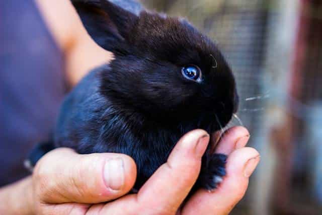 Black Rabbit Dream Meaning