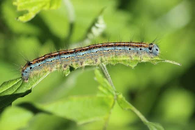 Blue Caterpillar Dream Meaning