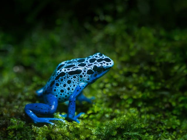 Blue Frog Dream Meaning