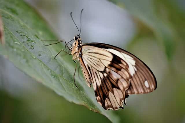 Brown Butterfly Dream Meaning