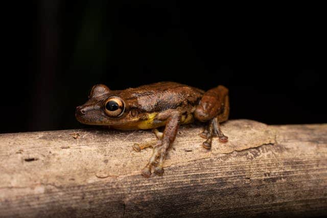 Brown Frog Dream Meaning