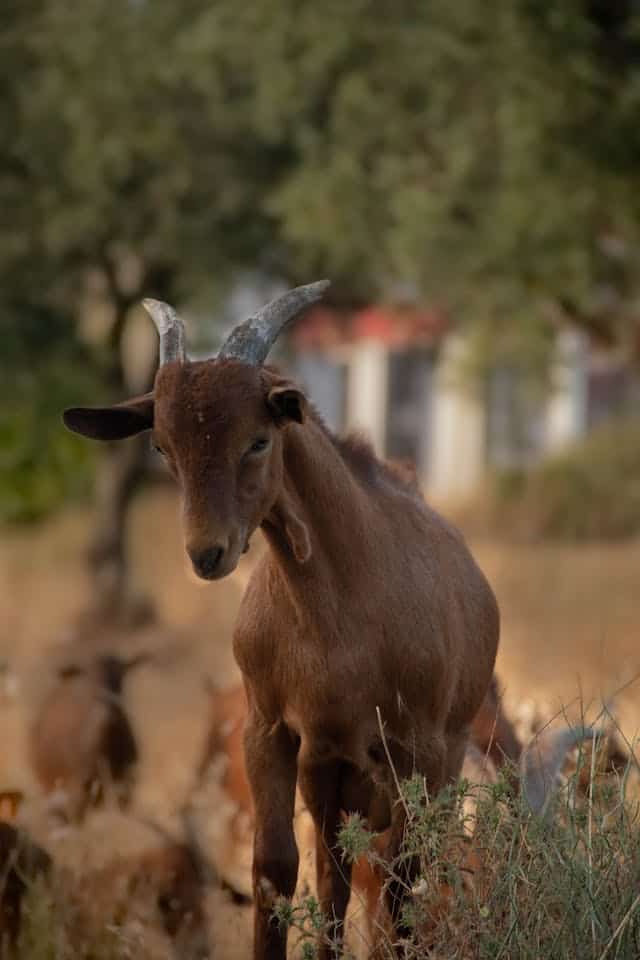 Brown Goat Dream Meaning