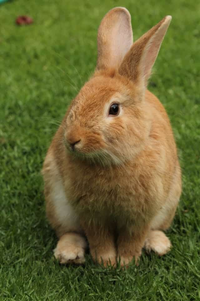 Brown Rabbit Dream Meaning