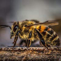 Bumble Bee Dream Meaning