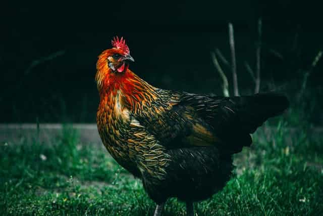 Buying a Rooster Dream Meaning