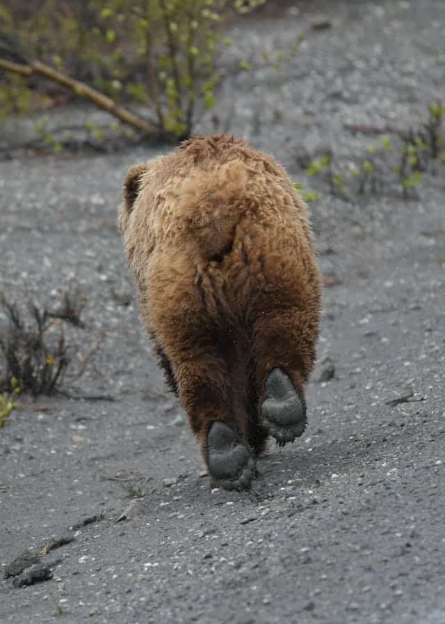 Chased by a Bear Dream Meaning