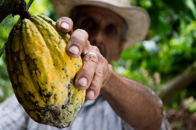 Cocoa Farm Dream Meaning