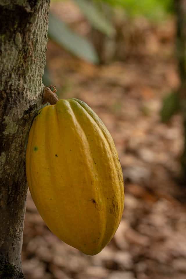 Cocoa Tree Dream Meaning