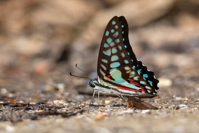 Colorful Butterfly Dream Meaning