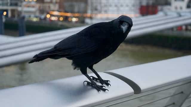 Crow Dream Meaning