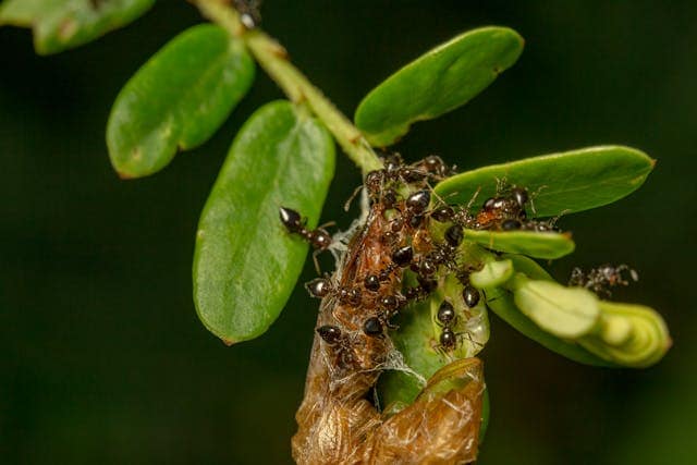 Dream About a Swarm Of Ants On Oneself