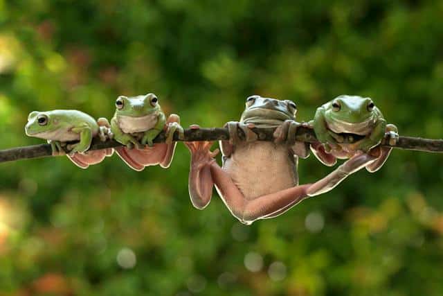 Dream About Group Of Frogs