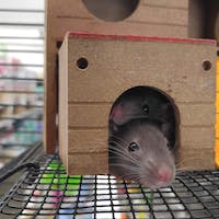 Dreaming Of Rats In Your Home