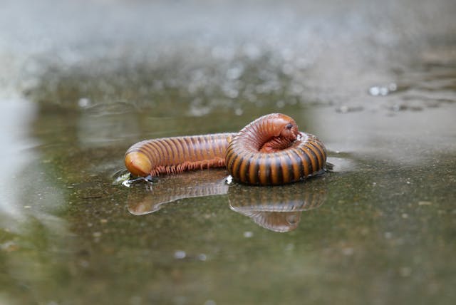 Eating Earthworm Dream Meaning