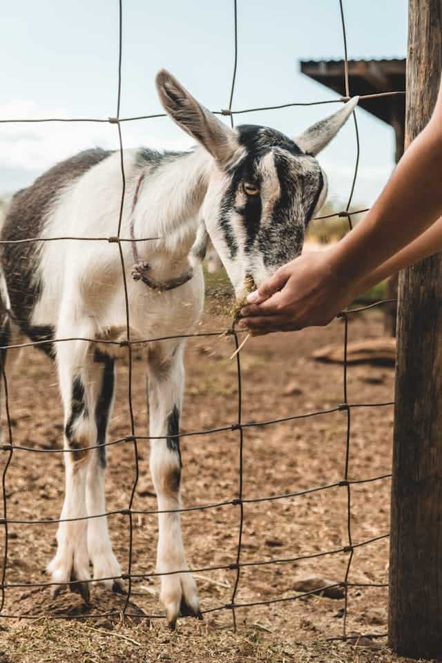 Feeding Goat Dream Meaning