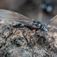 Flying Ants Dream Meaning