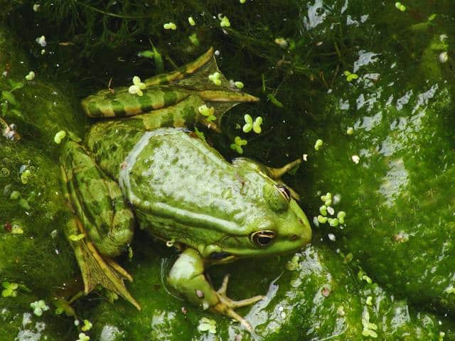 Frog Dream Meaning