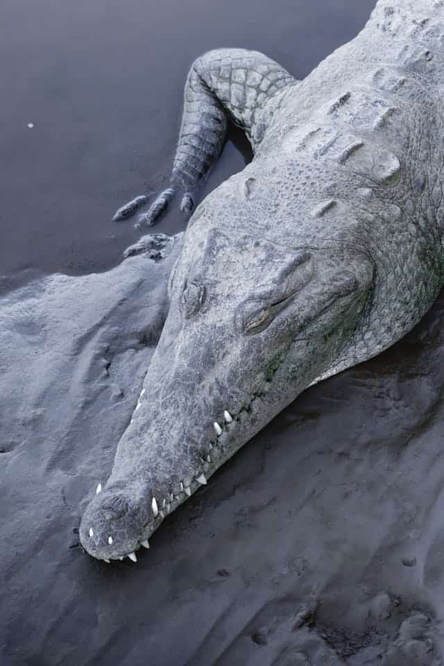 Giant Alligator Dream Meaning