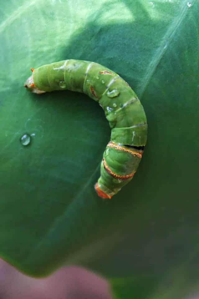 Giant Caterpillar Dream Meaning