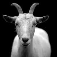 Goat Dream Meaning