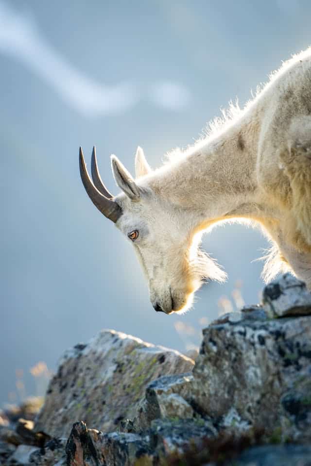 Goat Horns Dream Meaning