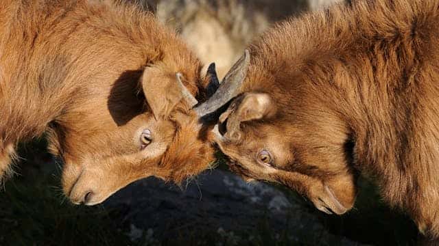 Goats Attacking Dream Meaning