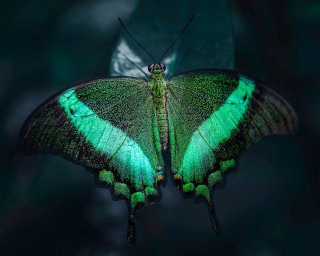 Green Butterfly Dream Meaning