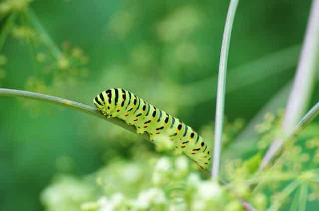 Green Caterpillar Dream Meaning