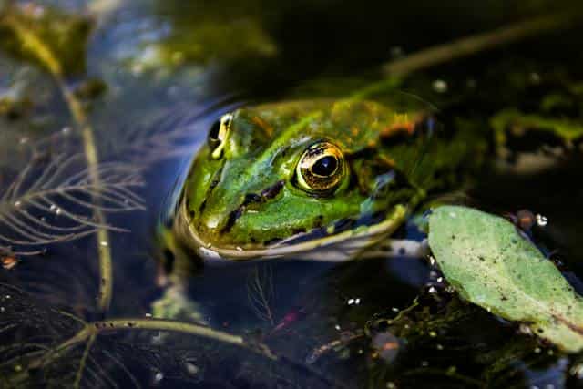 Green frog Dream Meaning