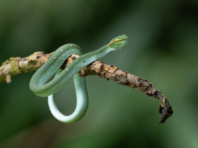 Green Snake Dream Meaning