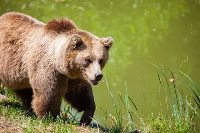 Grizzly Bear Dream Meaning