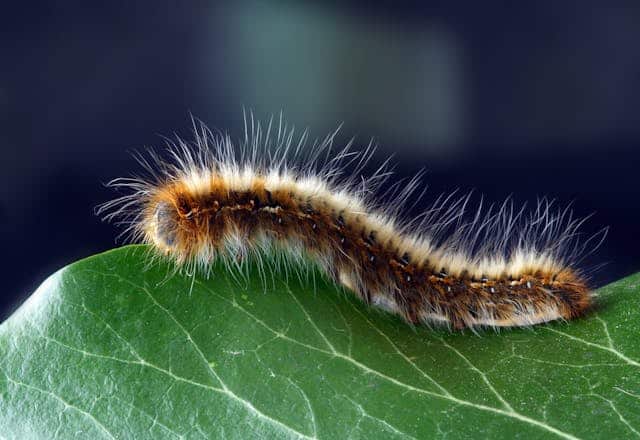 Hairy Caterpillar Dream Meaning