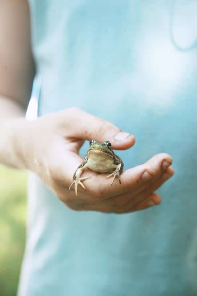 Holding a Frog in Hand Dream Meaning