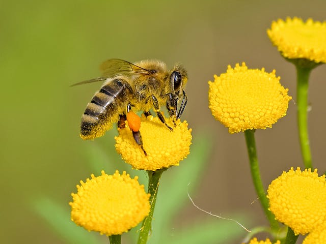 Honey Bee Dream Meaning