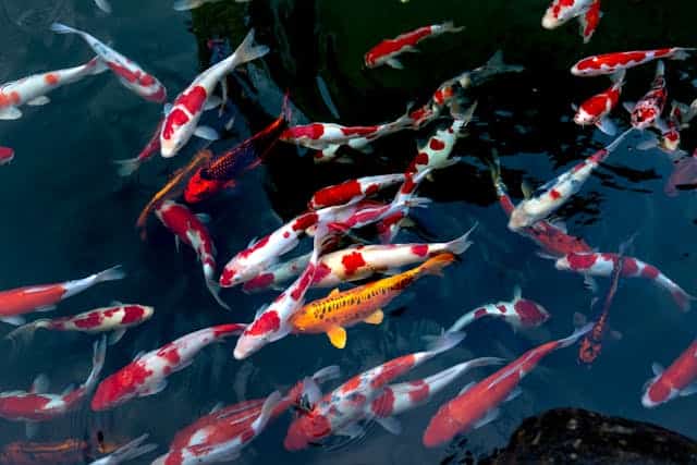 Koi Fish Dream Meaning