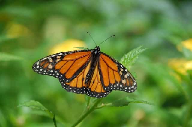 Monarch Butterfly Dream Meaning