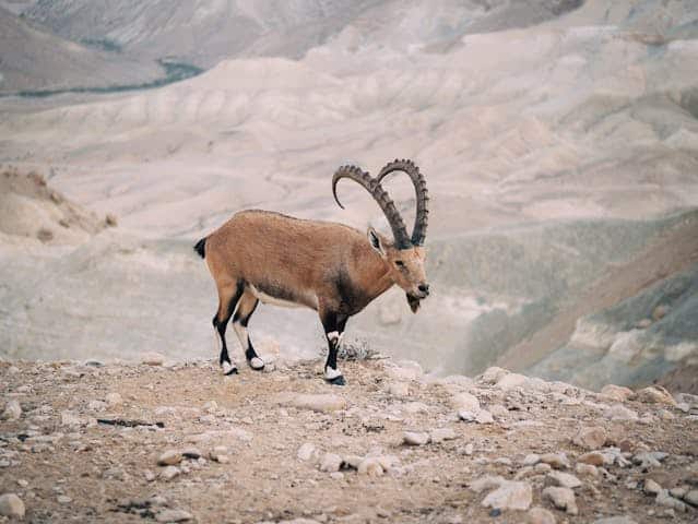 Mountain Goat Dream Meaning